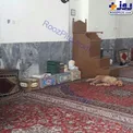 عکس/ پناه‌ دادن یک سگ در مسجد توسط سیل‌زدگان خوزستان