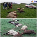عکس/ صاعقه جان گوسفندان را گرفت
