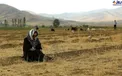 نشستن نیکی کریمی وسط یک مزرعه+عکس