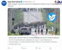 عکسی جالب از فیل خایی که یک بزرگراه را بستند!
