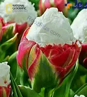 گونه ای گل لاله جالب و زیبا موسوم به لاله بستنی+عکس