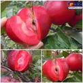 تصویری زیبا از سیب تو سرخ که فقط در برخی نقاط جهان یافت می شود