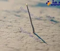 تصویری فوق‌العاده از خروج شاتل فضایی از جو زمین