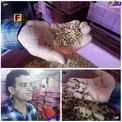پرورش پر سود سوسک در کشور+عکس