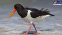 عکس/ مشاهده پرنده کمیاب صدف خوار درگناوه