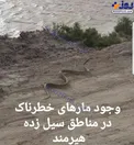 مار‌های خطرناک در مناطق سیل‌زده + عکس