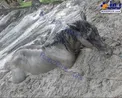 اسب در گل گیر کرده در روستاهای خراسان رضوی +عکس