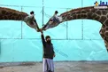 عکس/ نحوه جالب غذا دادن به زرافه ها
