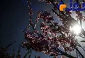 موج بارشی در راه است