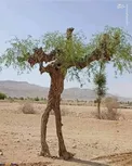 شباهت عجیب یک درخت به انسان/عکس