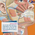 عکس/ خلقت شگفت انگیز انسان