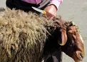 نکات قابل توجه در ذبح دام به مناسبت عید سعید قربان
