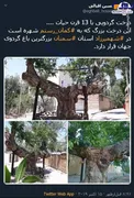 درخت گردوی 1300 ساله +عکس