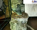 عجیب ترین فسیل کشف شده؛ دندان کوسه داخل کمر وال/عکس