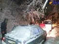 نجات 4 جوان بی آب و غذا در جنگ های مازندران+عکس