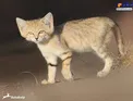 عکس/ گربه‌ زیبای شنی