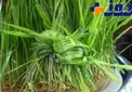 توضیحاتی درباره گره زدن سبزه در سیزده بدر