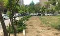 قلع و قمع شبانه درختان فضاى سبز چيذر توسط ماموران شهردارى