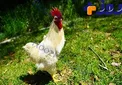 خروس مشهور خوش‌ اقبال ژاپنی! +عکس