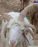 گوسفند عجیب ایرانی با ۵ شاخ! +عکس