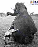 رابطه دوستانه دختربچه با فیل سیرک/عکس
