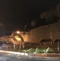 عکسی عجیب از 3 الاغ در بلوار ولنجک تهران