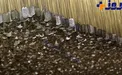 پلاکهای سربازان آمريكايى كشته شده در جنگ ويتنام +عکس