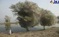 عکس/ تارهای خوفناک عنکبوت بر چهره درختان!