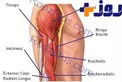 فیبر عضلانی چیست؟