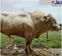 نژاد عجیب نوعی گاو با هیکل بدنسازی!+عکس