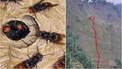 زنبورها یک مادر و دخترش را از بالای صخره به پایین پرت کردند!