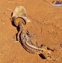 عکس/ نتیجه رها کردن زباله در طبیعت!