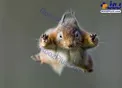 پرش عجیب و دیدنی یک سنجاب/عکس