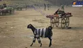 قدم زدن بز با لباس+عکس