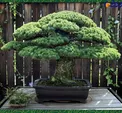 عکس/ تنها 