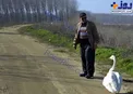رفاقت ۳۷ ساله پستچی با یک قو!+عکس