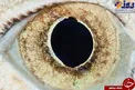 عکس/ چشم مارمولک را از نمای نزدیک!