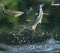 شکار لحظه ها؛ قاپیدن حشرات توسط ماهی در هوا!+عکس