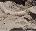 کشف فسیل میلیون ساله یک ماموت توسط پسر 10ساله