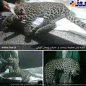عکسی غم انگیز از مرگ یک پلنگ بر اثر تصادف