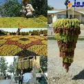 جشنواره جذاب و دیدنی انگور ارومیه+عکس