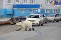 لحظه جالب عبور یک خرس قطبی از خیابان/عکس