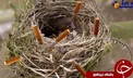 جمع آوری ته سیگار توسط پرندگان برای لانه هایشان + عکس