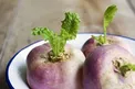 این افراد بهتر است شلغم نخورند