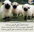 گوسفندهای بامزه ای که شبیه به شخصیت های کارتونی هستند!+عکس