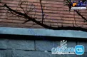 پرواز ترسناک کرونا در شهر میلان ایتالیا! + عکس
