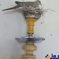 پناه آوردن پرنده به قلیان