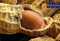 با این خوراکی خوشمزه سفیدی موهایتان را درمان کنید