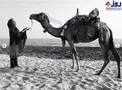 دوست جدید و عجیب الناز شاکردوست/عکس