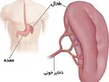 طحال چیست، کجاست و چه می‌کند؟